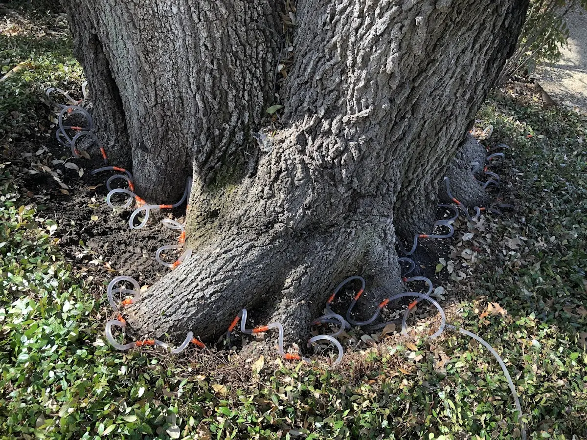 Detailed Tree Cabling and Bracing job site in Benge