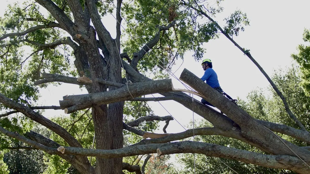 Professional Hazardous Tree Removal performed by certified arborists in Benge